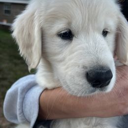 Golden Retriever Puppies from Panhandle PawsNClaws