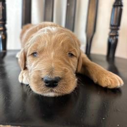 Boy 2 - Apricot male Goldendoodle puppy in Mattawan, Michigan from Doodifuldoods