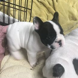 French Bulldog Puppies from Hilltop French Bulldogs