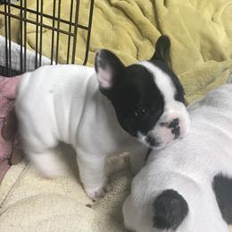 French Bulldog Puppies from Hilltop French Bulldogs
