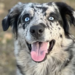 Australian Shepherds and Great Pyrenees from Faith Family Freedom Farm