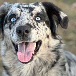 Australian Shepherds and Great Pyrenees from Faith Family Freedom Farm