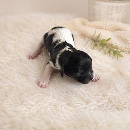 Bo Peep - Tri-color female Cavapoo puppy in Thorndale, Texas from Hattie’s Texas Cavapoos