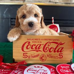 Jason - Red male Cockapoo puppy in Holton, Indiana from MoonShine Babies