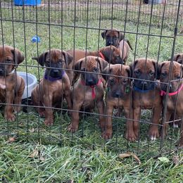Rhodesian Ridgeback puppies from Clattenburg Ridgebacks