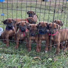 Rhodesian Ridgeback puppies from Clattenburg Ridgebacks