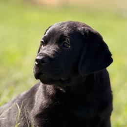Black collar - Black male Labrador Retriever puppy in Anderson, South Carolina from Iris Aislings Labradors