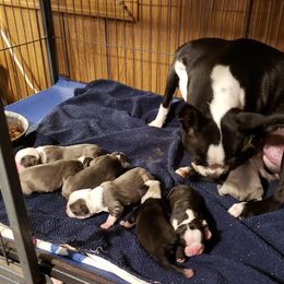 Boston Terrier Puppies from Beatrice's Kennels