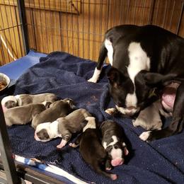 Boston Terrier Puppies from Beatrice's Kennels