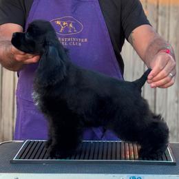 Knight - Black male Cocker Spaniel puppy in Rialto, California from Arquivolta Kennel