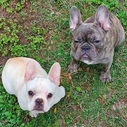French Bulldogs from BUDZBULLIES