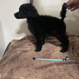 Light Blue Collar - Rizzo - Black Poodle puppy in Phoenix, Arizona from Desert Diamond Poodles