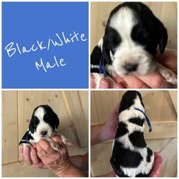 Boy 5 - Black and white male English Springer Spaniel puppy in Godley, Texas from Legacy Springer Spaniels