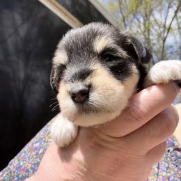 Daisy - Salt and pepper female Miniature Schnauzer puppy in Hull, Georgia from Ardent Miniature Schnauzers of Athens