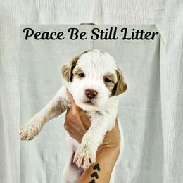 Surge - Parti male Goldendoodle puppy in Punta Gorda, Florida from Transformation Acres Goldendoodle