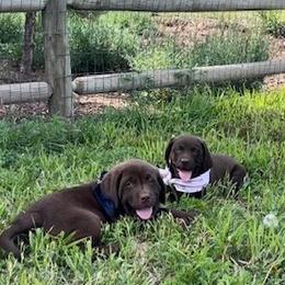 Labrador Retriever Puppies from Labrador emPAWrium