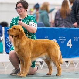 Golden Retrievers from Rock Canyon Goldens