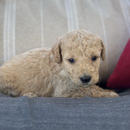 December - Cream male Goldendoodle puppy in Greenville, North Carolina from ENC Goldendoodles