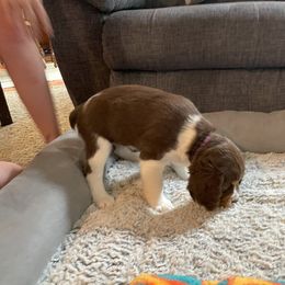 English Springer Spaniel Puppies from Timothy Naylor