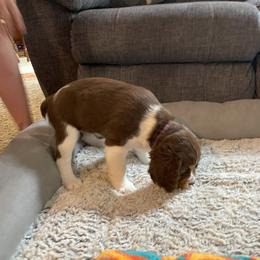 English Springer Spaniel Puppies from Timothy Naylor