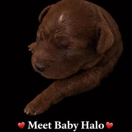 Halo - Red  female Goldendoodle puppy in South Jordan, Utah from Diamond Companions