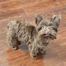 Bishop - Yorkshire Terrier