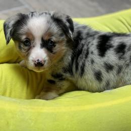American Corgi and Pembroke Welsh Corgi Puppies from Low Riders Corgis & Mini Aussies