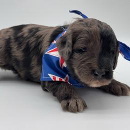 Memphis - Merle male Bernedoodle puppy in Claremont, North Carolina from Magnolia Grove Farms