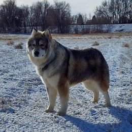 Zephyros - Siberian Husky