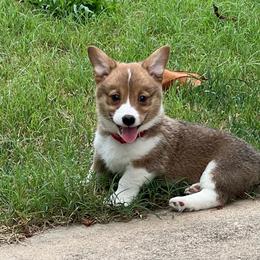 Ruby - AKC - Red female Pembroke Welsh Corgi puppy in Millsap, Texas from BJ's Blessings