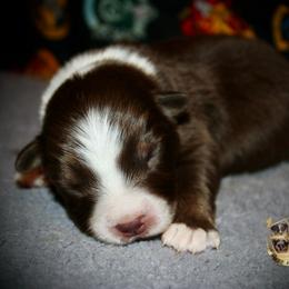 Ranger - Red tri male Miniature Australian Shepherd puppy in El Dorado Springs, Missouri from HP Aussie Kennels