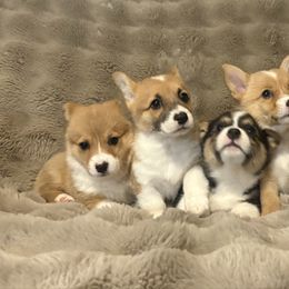 Pembroke Welsh Corgi puppies from Rock Solid Ranch