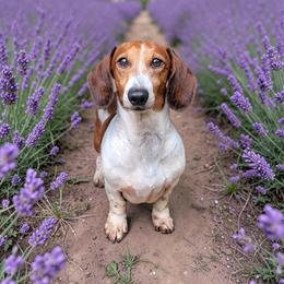 Keegan - Dachshund