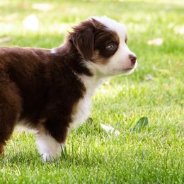 Miniature American Shepherd and Miniature Australian Shepherd Puppies from Bellewynd Acres