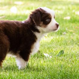 Miniature American Shepherd and Miniature Australian Shepherd Puppies from Bellewynd Acres