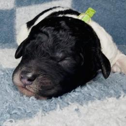 Green Collar Boy - Parti male Goldendoodle puppy in Litchfield, Connecticut from Gracie Doodles CT