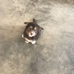 Bordoodle and Poodle Puppies from 5 Cent Canine Co.