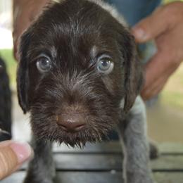Roose - Liver and white male German Wirehaired Pointer puppy in Kentucky from Triple Springs Farm