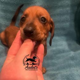 Ace - Shade Red Smooth - Red male Dachshund puppy in East Dover, Vermont from Audet’s Mini Dachshunds