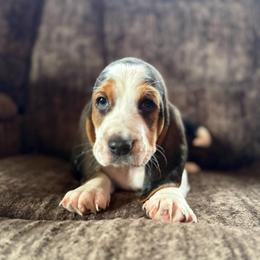 Nate - Black brown and white male Basset Hound puppy in New Mexico from Zia Trail Doxies