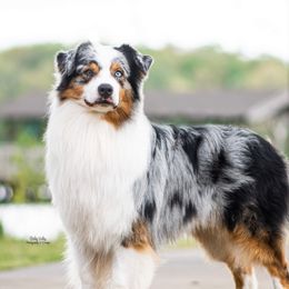 Stitch - Australian Shepherd