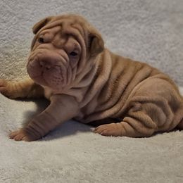 Chuye - Cream dilute female Chinese Shar-Pei puppy in Bakersfield, California from Cashmerewrinkles