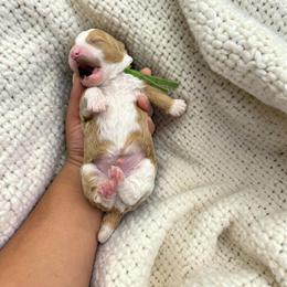Bernedoodle, Cavapoo, Goldendoodle, Miniature Schnauzer, and Poodle Puppies from Pet Inn Xxweetdoodles