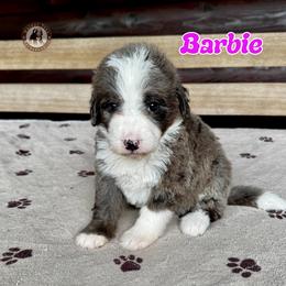 Barbie - Blue merle female Bernedoodle puppy in Banner Elk, North Carolina from Walnut Tree Bernedoodles