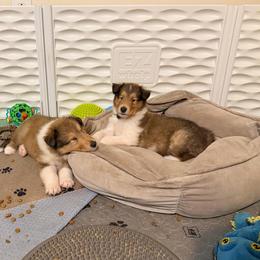 Blue, Green, Yellow, Gray, Red, Light Green, White - Sable merle male Collie puppy in Newburgh, New York from Eye Spy