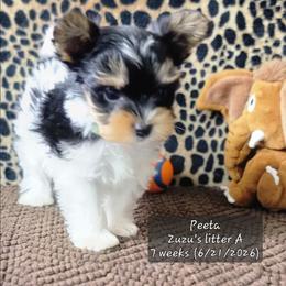 Peeta - Black tan and white male Biewer Terrier puppy in Conetoe, North Carolina from Southern Belle's Biewer Terriers & Papillons