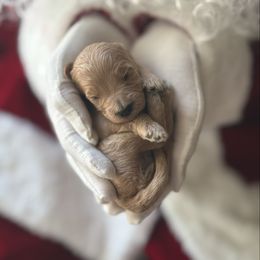 Snow - Apricot female Goldendoodle puppy in Modesto, California from Central Valley Canine Companions