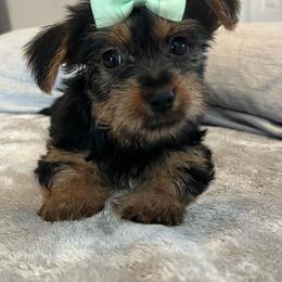 Baby Ruth - Black and tan female Yorkshire Terrier puppy in Jacksonville, Florida from The Yorkie Shack