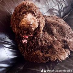 Goldendoodle Puppies from Dem GoldenDoodles