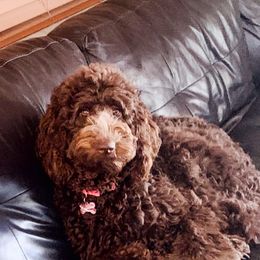 Goldendoodle Puppies from Dem GoldenDoodles